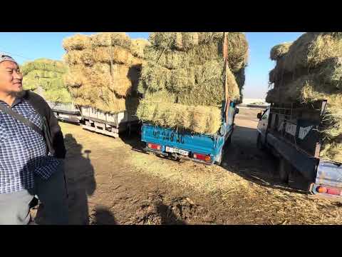 Видео: Чоп базар беде саман тоо чоп буудай арпа жугору сокулук мал базары 