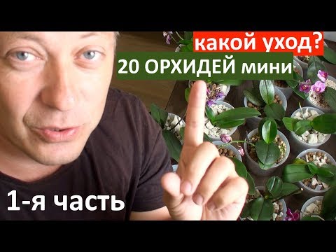 Видео: БОЛЬШОЙ обзор орхидей, 20 мини фаленопсисов: полив, пересадка, подсветка и весь уход