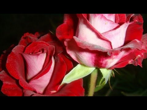 Видео: Роза гулдорун🌹🌹🌹 букеттен тамыр  чыгарып алабыз