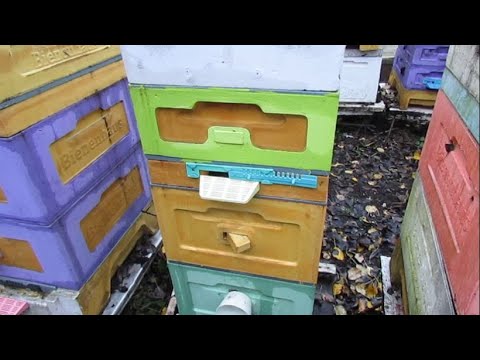 Видео: пчеловодство на ячейке 4,9 мм - часть 58, перевожу пчел на ячейку 4,9 мм, 21 апреля и 8 ноября 2024