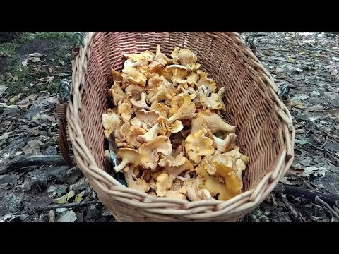 Видео: КУБАНСКИЕ ГРИБОЧКИ, РОДНЫЕ! Я ВЕРНУЛСЯ! По грибы 19 августа 2021 года.