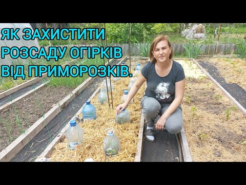 Видео: Перевірений метод збереження рослин від холоду.Обіцяють похолодання#огіркипідпляшками#огірки#розсада