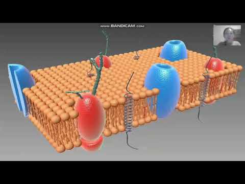 Видео: Заттардың белсенді және енжар тасымалдану механизмдері.Жасуша мембранасы арқылы тасымалдану