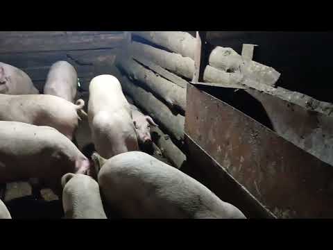 Видео: Как свиньи живут! 