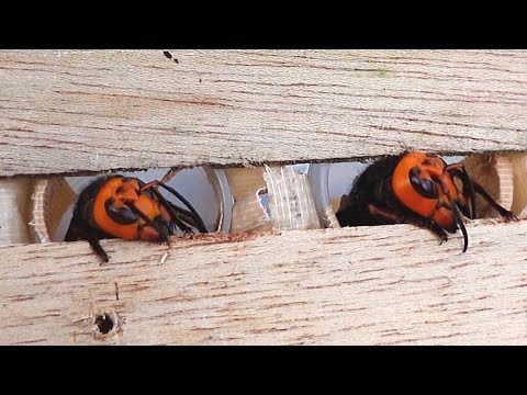 Видео: Защита улья от гигантских шершней: эксперимент по определению оптимальной высоты входа в улей
