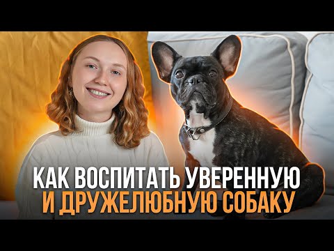 Видео: Как вырастить дружелюбную собаку? 3 шага к успешной социализации щенка