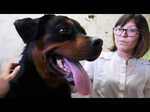 Видео: Полный уход за ротвейлером. Ротвейлер