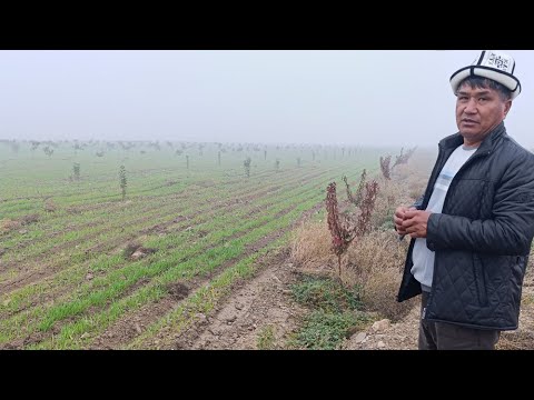 Видео: Махаматали Темиров 40 гектар какыраган талааны бакка айландыруу үчүн 13 миллион сом сарптады