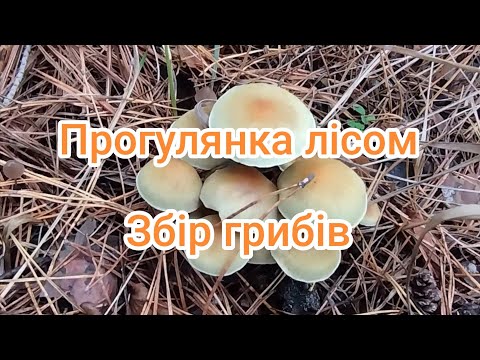 Видео: Збір лісових грибів. Прогулянка лісом.