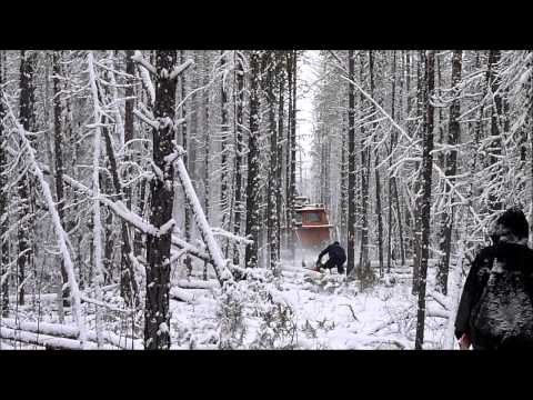 Видео: Песня суровых лесорубов