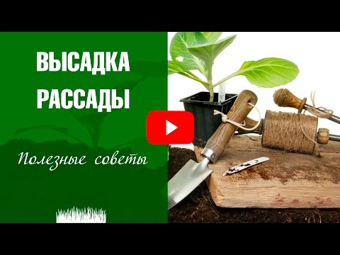 Видео: Когда высаживать рассаду в грунт ✅ Советы эксперта на HitsadTV