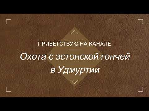 Видео: 4-й по чернотропу! Охота с эстонской гончей.