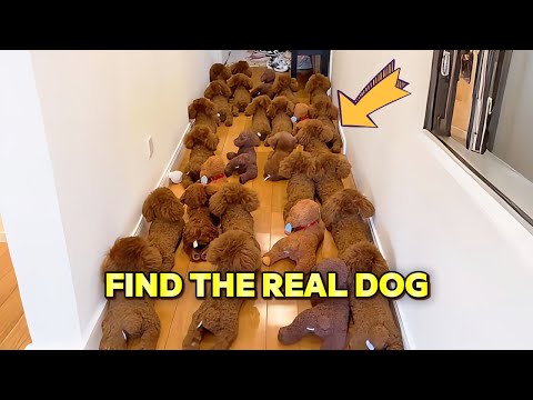Видео: Сможете ли вы найти настоящую собаку?