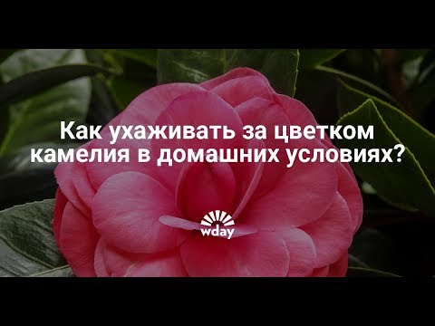 Видео: КАМЕЛИЯ. Советы по уходу в домашних условиях