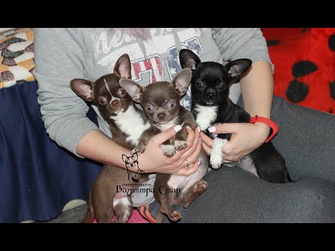 Видео: Нарядные ЧИХУАХУА. Puppy chivava