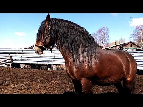 Видео: Советский тяжеловоз!