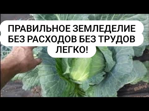 Видео: Правильное земледелие Плодородие почвы Без расходов ЛЕГКО!