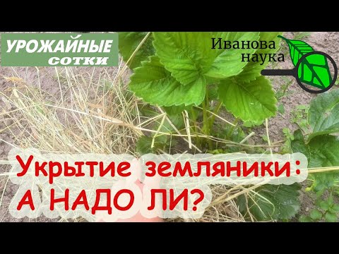 Видео: УКРЫТИЕ САДОВОЙ ЗЕМЛЯНИКИ НА ЗИМУ: А НАДО ЛИ? Какую землянику ТОЧНО можно не укрывать.