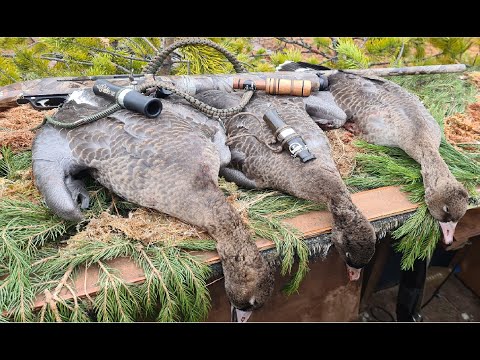 Видео: Охота на гуся #осень #ХМАО #строим избу