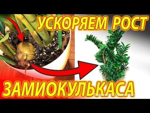 Видео: НАЛЕЙТЕ ЭТО В ЗАМИОКУЛЬКАС И ОН ВЫПУСТИТ МНОГО НОВЫХ ЛИСТЬЕВ!
