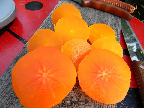 Видео: Дегустируем хурму "Дар Софиевки".