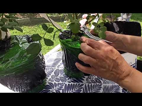 Видео: Получила сокровище!!!🤩🔥 Распаковка посылки роз Бутримовых!