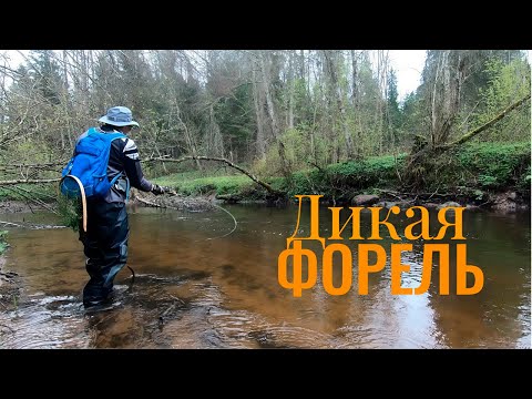 Видео: ЗА ФОРЕЛЬЮ НА НОВУЮ РЕКУ/ЯПОНСКИЕ ВОБЛЕРЫ ЗНАЮТ ДЕЛО