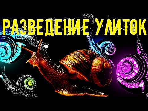 Видео: Как начать выращивать улиток?