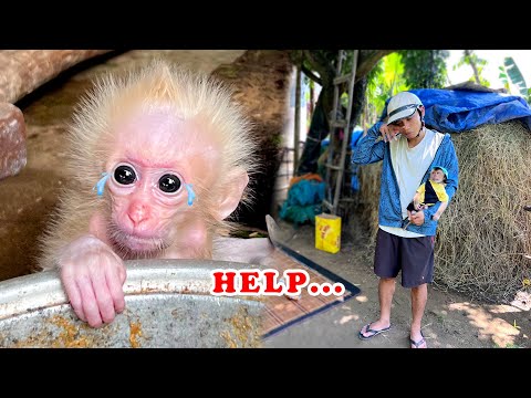 Видео: Бедная обезьянка! В чем секрет визита папы и Киви?