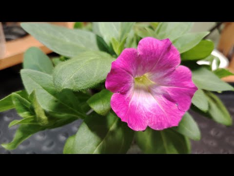 Видео: 1 февраля 2025г. Обзор огорода на подоконнике. Черенкование петуний, посев бальзаминов(попытка N3).