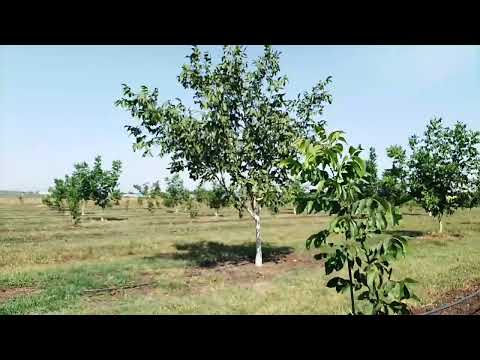 Видео: Подготовка Грецкого ореха к зиме и весенним перепадам.