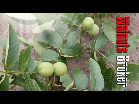 Видео: Карликовый грецкий орех Иван Багряный. Саженцам 4 месяца от Орехового Барона Walnuts Broker