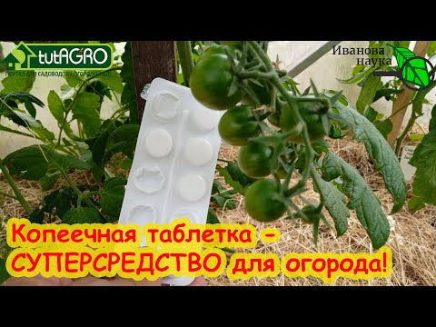 Видео: ОБРАБОТАЙТЕ ЭТИМ ТОМАТЫ и ОГУРЦЫ и ЗАБУДЬТЕ О БОЛЕЗНЯХ! Безопасное аптечное копеечное средство.