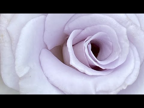 Видео: ЦВЕТЕНИЕ РОЗ 2024🌹❤️🥰. НЕОБЫКНОВЕННЫЕ🦋🦋🦋
