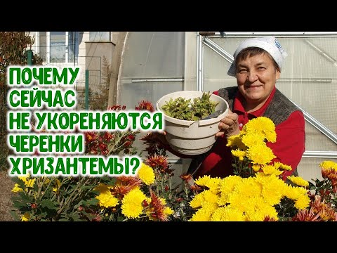 Видео: Почему не укореняются осенью черенки хризантемы? Чего им надо?