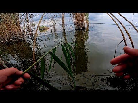 Видео: 💥 "Амур обманул ловушки! Невероятно, как он это сделал!"