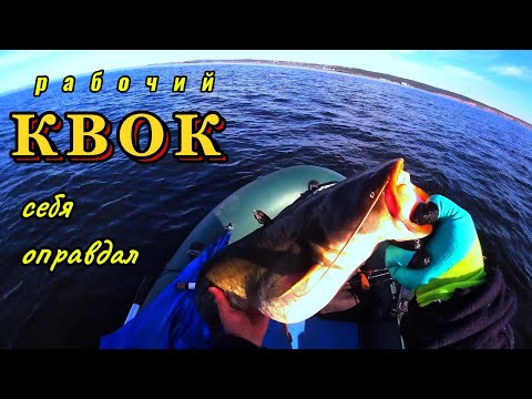 Видео: #fishing Ловим сома на квок! Самодельный квок опять на высоте 😁!