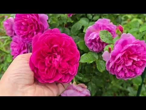 Видео: 17августа 2025г.  Прогулка  по даче с лёгкой  тоской по уходящему лету. Розы всё  те же 🙂