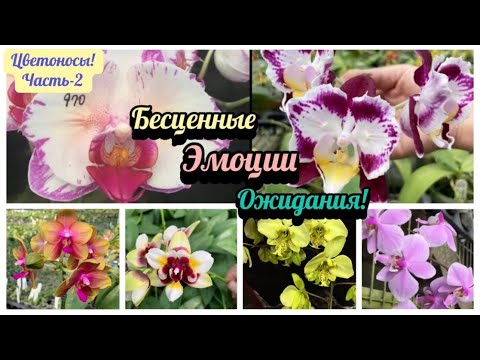 Видео: Началось ЧУДО у моих орхидей! Первые цветоносы впервые у орхидей. Часть - 2 #garden #flowers #fypシ