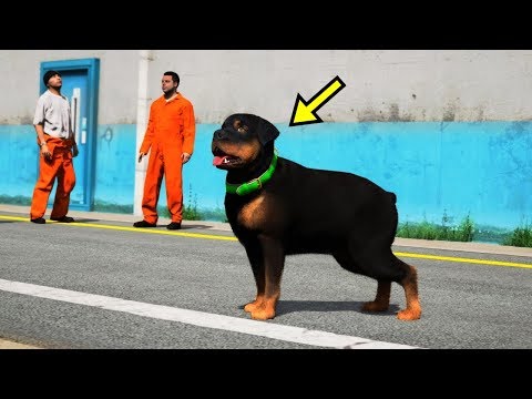 Видео: Чоп қылмыскер болып кетті | GTA 5