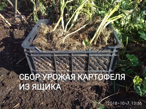 Видео: Картофельный экперимент. Какой собрала урожай со второго ящика