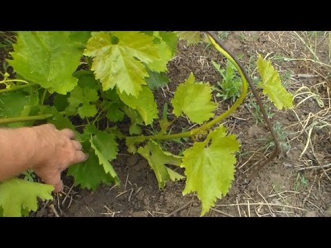 Видео: Сравнение осенней и весенней прививки