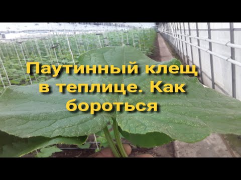 Видео: ПАУТИННЫЙ КЛЕЩ в теплице.Как бороться #землядел #garden