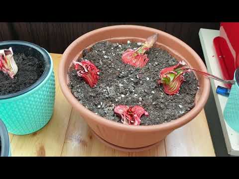 Видео: прогресс луковиц с марганцовки, бонус - цветение в теплице