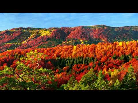 Видео: Осень наступила /В.Гайге/