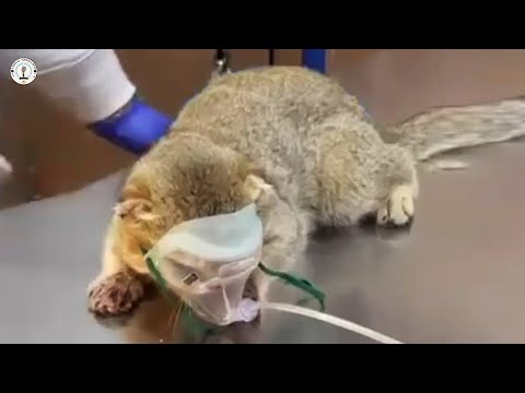 Видео: Рекомендован к эвтаназии. Его слёзы прекратились, когда он наконец почувствовал нежную руку.