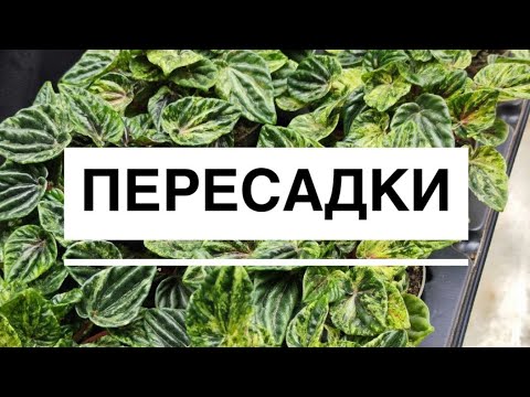 Видео: 13 ноября 2025 г.