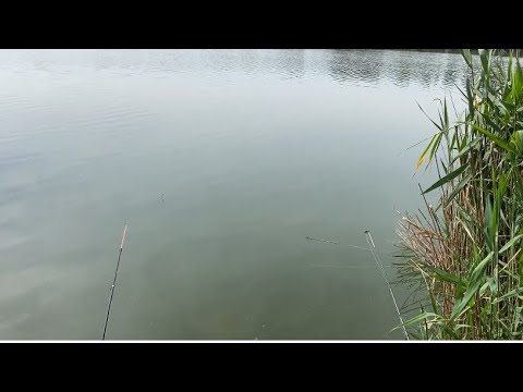 Видео: Рыбалка на маховую удочку июнь 2025 года на реке Средний Егорлык город Сальск.