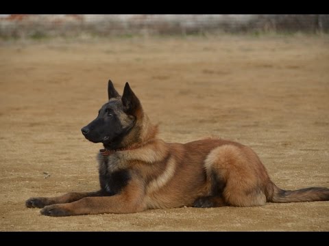 Видео: Занятие №4 "Сидеть", "Лежать", "Стоять"