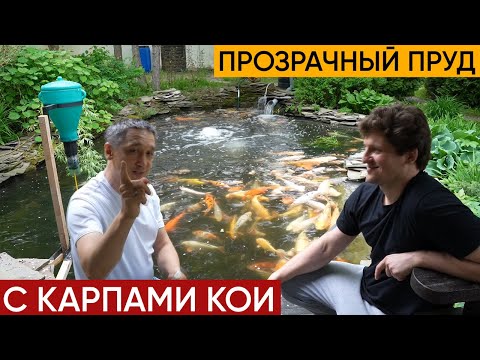 Видео: Интервью с Георгием с канала "Raritetplants". Разговариваем о карпах кои, о пруде, о фильтрации.